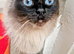 Beautiful 6 year old seal point Ragdoll