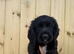 Cocker spaniel pups