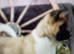 Akita puppy for sale