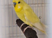 Various budgies