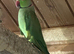 Ringneck