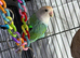 Lovebirds