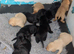 9 stunning Labrador puppies