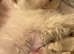 Korean maltese