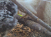 Serama pullets