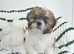 Shih tzu girl
