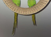 Bonded pair of ringnecks