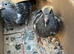 Very nice and very good and healthy racing pigeons