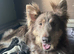 KC Health tested parents, long coat puppies available June