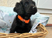 Beautiful cockapoo puppies