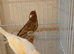 Portuguese harlequin canarys young star