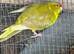 Breeding pair kakarikies