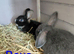 2 baby rabbits