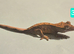 Juvenile Crested Geckos with full Lineage