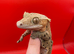One cute crested gecko for sale