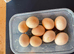 Serama hatching eggs