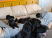 Newfoundland pups for sale beautiful cuddley newfoundland pups for sale