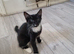 Black and Tuxedo Kittens