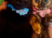 Lovely Kittens