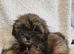Shih tzu puppies for sale