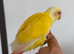 Baby Lutino conure hand reared