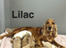 Apricot cockapoo puppies girls and boys ready 7th July