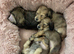 Beautiful Long-Haired Miniature Dachshund Puppies
