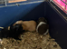 A variety of genders and colours of beautiful baby guinea pigs
