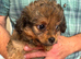 Beautiful F1 Chipoo girls looking for their forever families.