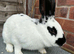 English Spot Rabbits for sale!
