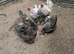 Brahma L/F chickens