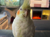Extremely tame cockatiel