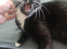 Bengal\ tortoishell
