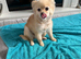 Female Pomeranian