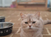 British shorthair kittens