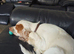 9 month old clumber spaniel