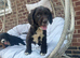 Working Cocker Spaniels