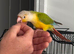 Pineapple Green Cheeked Conure