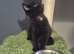Beautiful kittens for sale