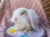Mini lops ready now