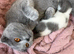 Beautiful half BSH kitten