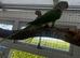 Alexandrine male