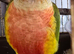 Baby conures