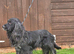 Black sable Male cocker spaniel