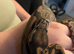 male and female Royel pythons