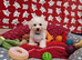 Bichon Frise Only One Left Champion Bloodline