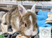 Bunnies to reserve ready for new homes between 15th to the 29th November