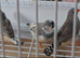 Five black face zebra finches £10 each