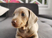 Miniature dachshund
