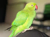 Indian ringneck Parrot baby